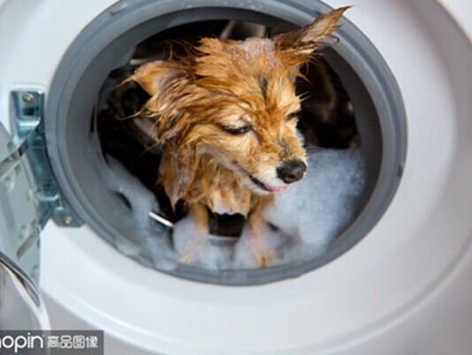 Pet Washing Top 10 Essential Tips for a Perfectly Clean and Healthy Pet