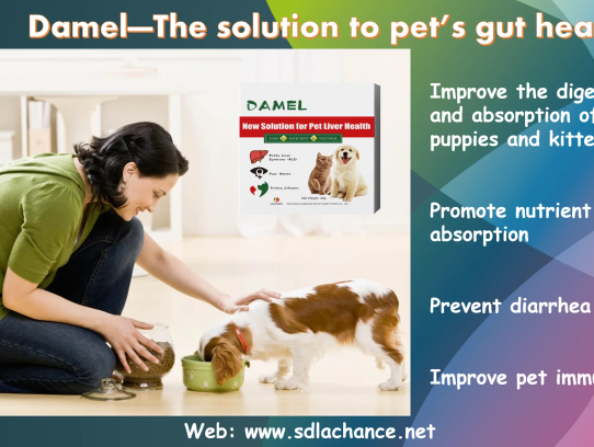  Discover the Best Pet Services with Pet.Nationwide: Your Ultimate Guide to Pet Care