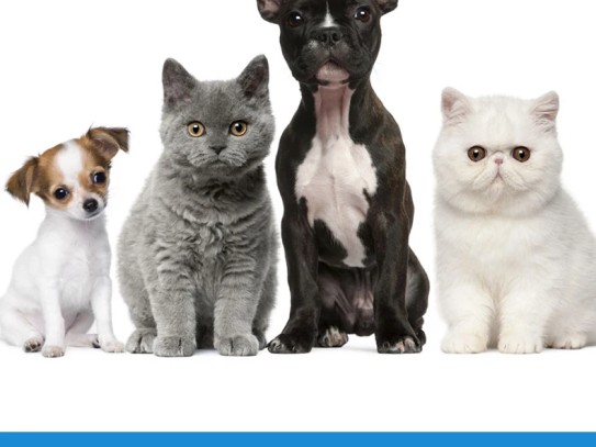  Discover the Best Products at Corona Pet Store: Your One-Stop Shop for Happy and Healthy Pets